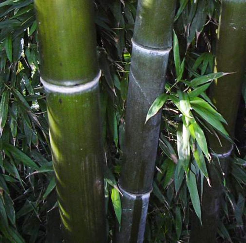 The State Law Behind Running Bamboo Complaints The State Law Behind Running Bamboo Complaints