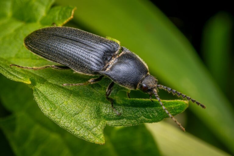 click beetle
