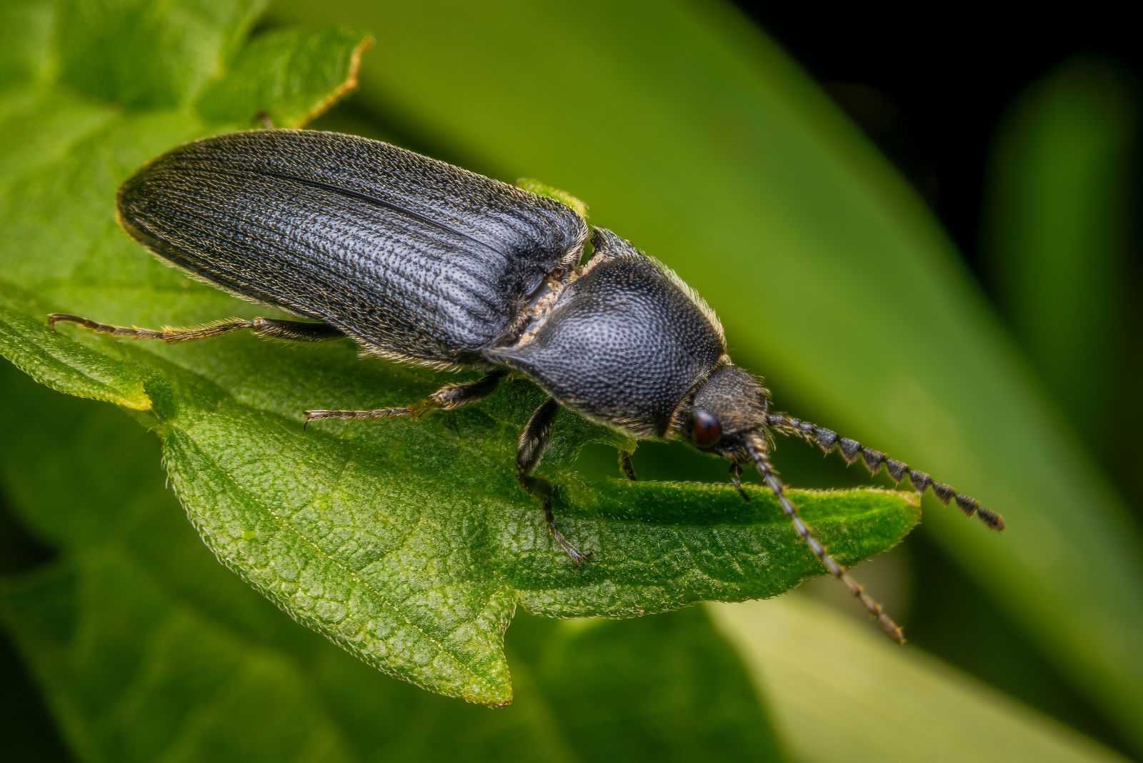 click beetle