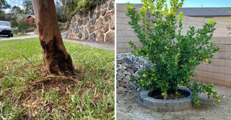 The String Trimmer Habit That Can Damage Young Arizona Trees