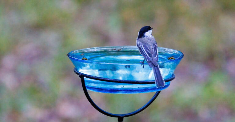 The Summer Birdbath Mistake That Can Hurt California Backyard Birds