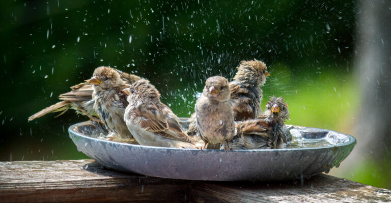 The Summer Birdbath Mistake That Can Hurt Oregon Backyard Birds