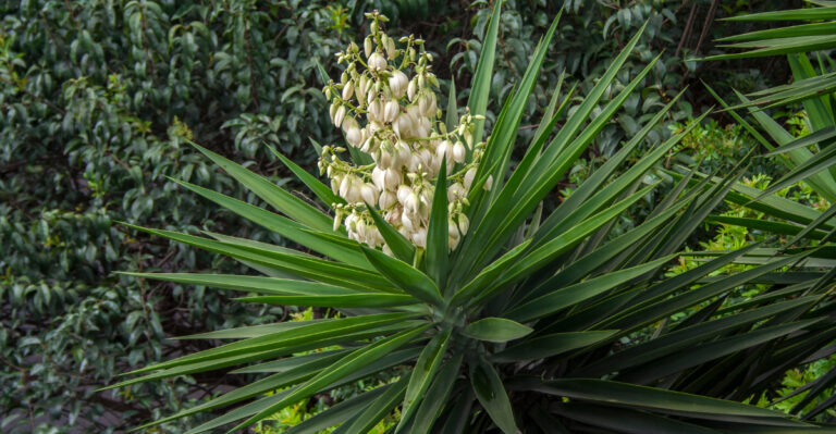 The Summer Care Mistake That Stresses Arizona Yucca Plants