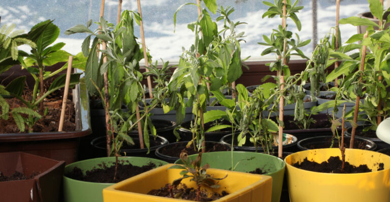 The Summer Container Mistake Virginia Gardeners Should Avoid