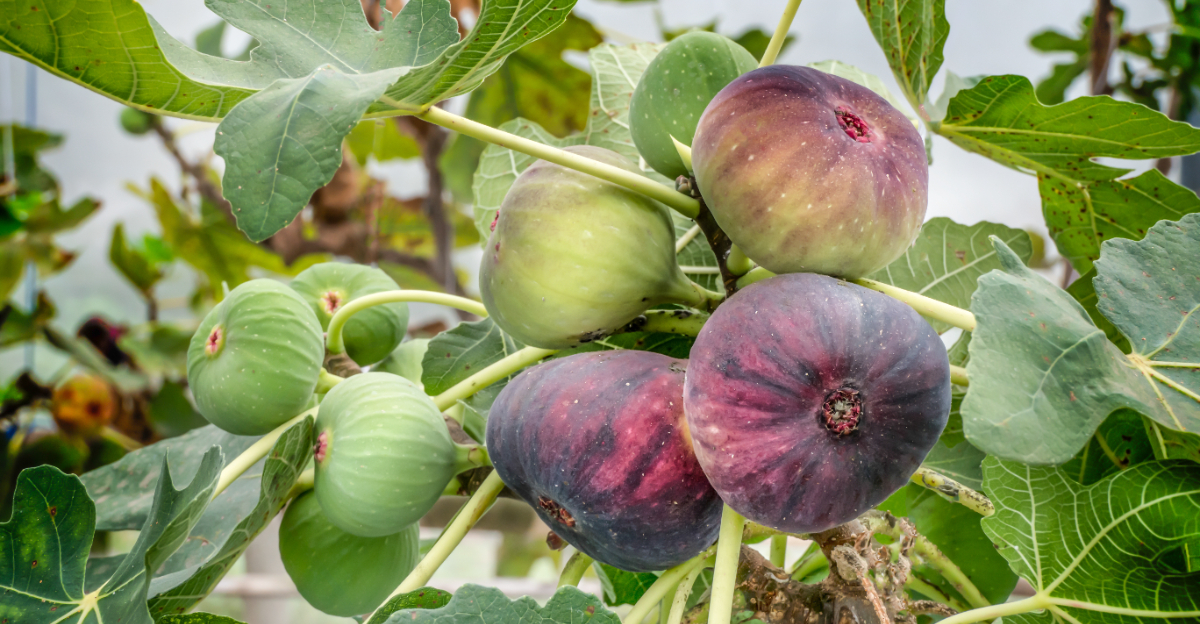 fig tree (featured image)