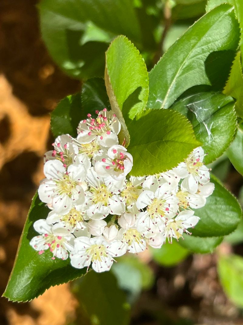 The Summer Foliage Looks Clean, Glossy, And Full The Summer Foliage Looks Clean, Glossy, And Full