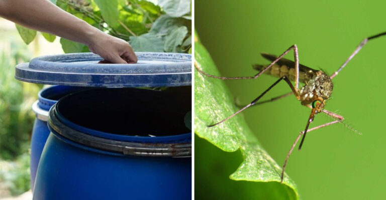 The Summer Gardening Habit That Makes Georgia Mosquito Problems Worse