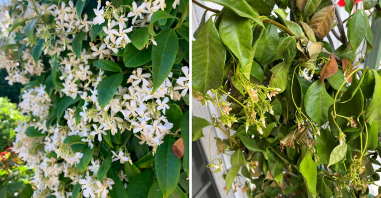The Summer Mistakes That Makes California Jasmine Drop Flowers Early