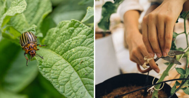 The Summer To-Do List That Keeps West Virginia Gardens Healthy Through The Heat