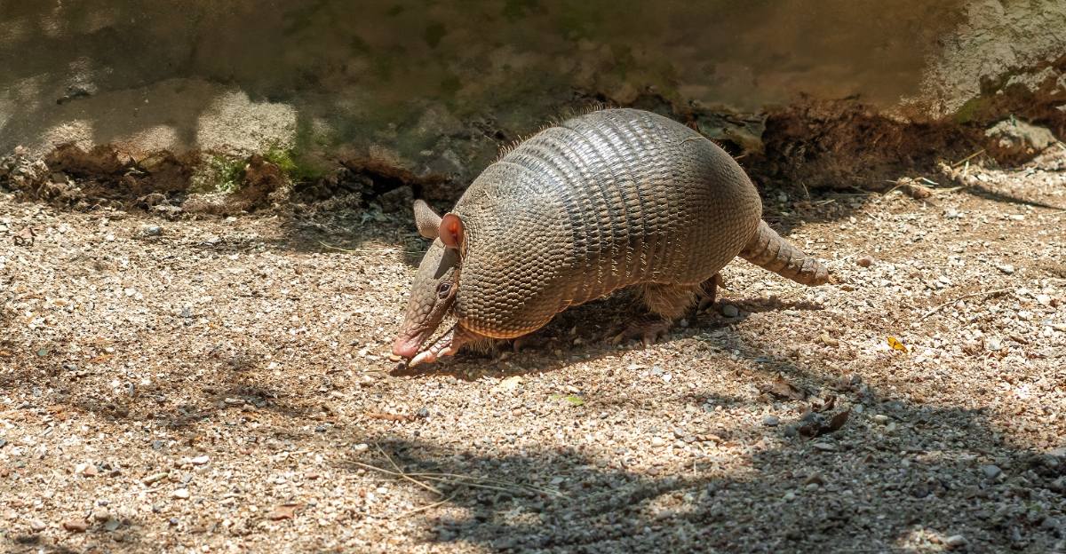 armadillo (featured image)