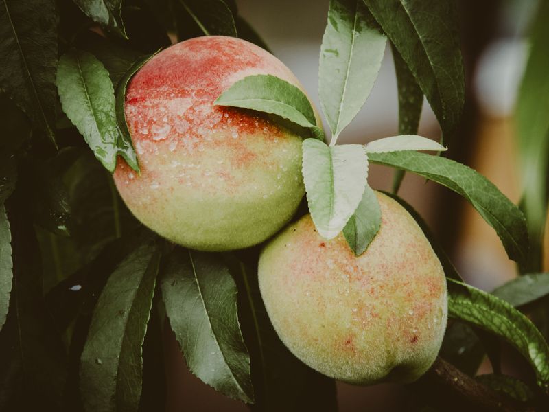 The Sunlight Gaps That Ripen Fruit Evenly