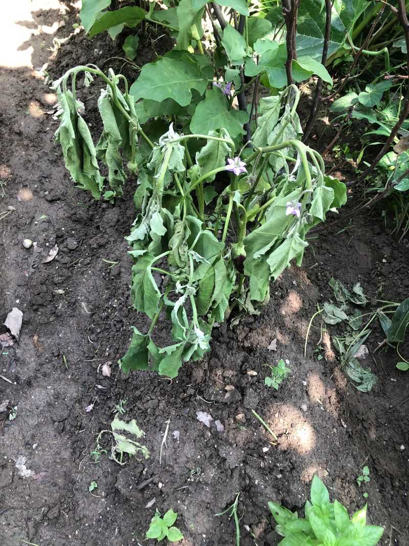 The Surface Is Moist But The Main Root Zone Is Dry The Surface Is Moist But The Main Root Zone Is Dry