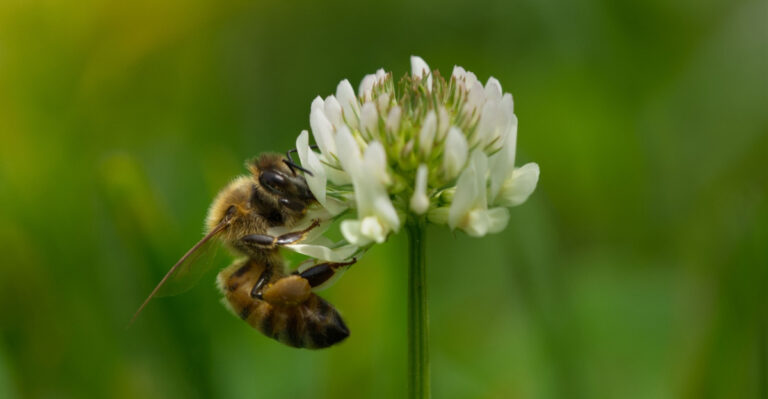 The Surprising Oregon Weed That Attracts More Native Bees Than Any Herb Or Flower You Can Buy