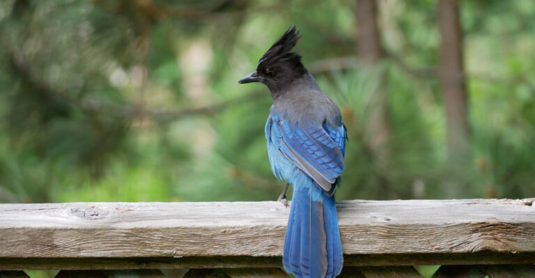 The Surprising Reasons Steller’s Jays Are Attracted To Your Oregon Garden