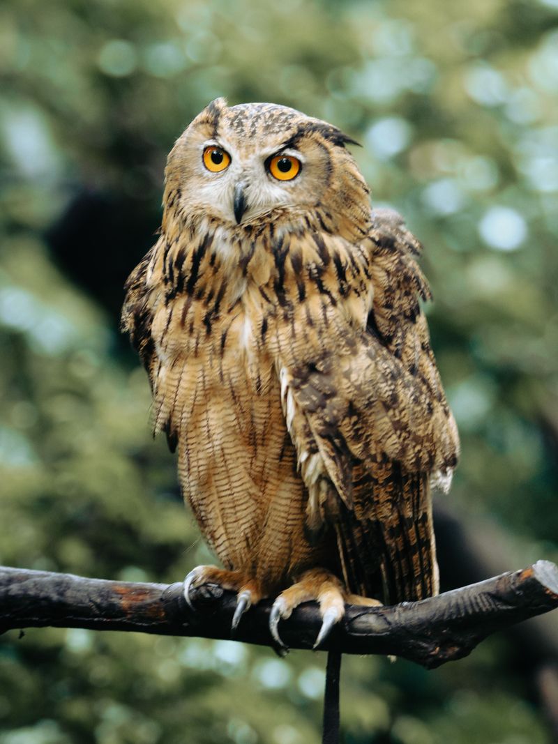 The Symbolic Meaning Behind An Owl Sighting The Symbolic Meaning Behind An Owl Sighting