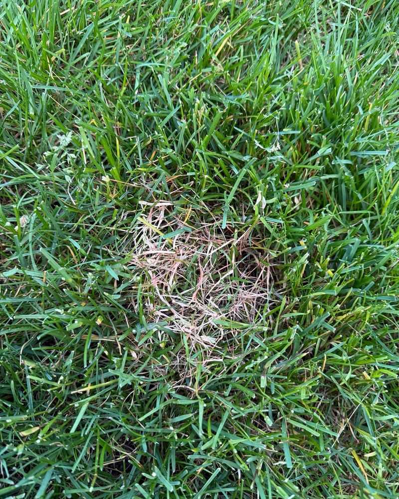 The Takeaway For Avoiding Fungus Problems The Takeaway For Avoiding Fungus Problems