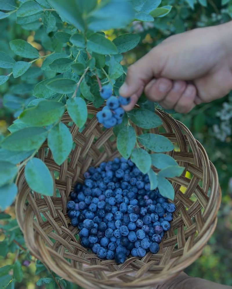 The Takeaway For July Blueberry Care The Takeaway For July Blueberry Care