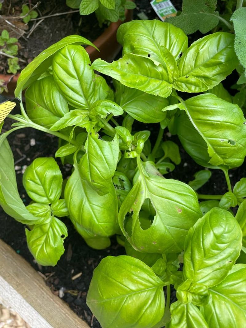 The Takeaway For Michigan Basil Gardeners