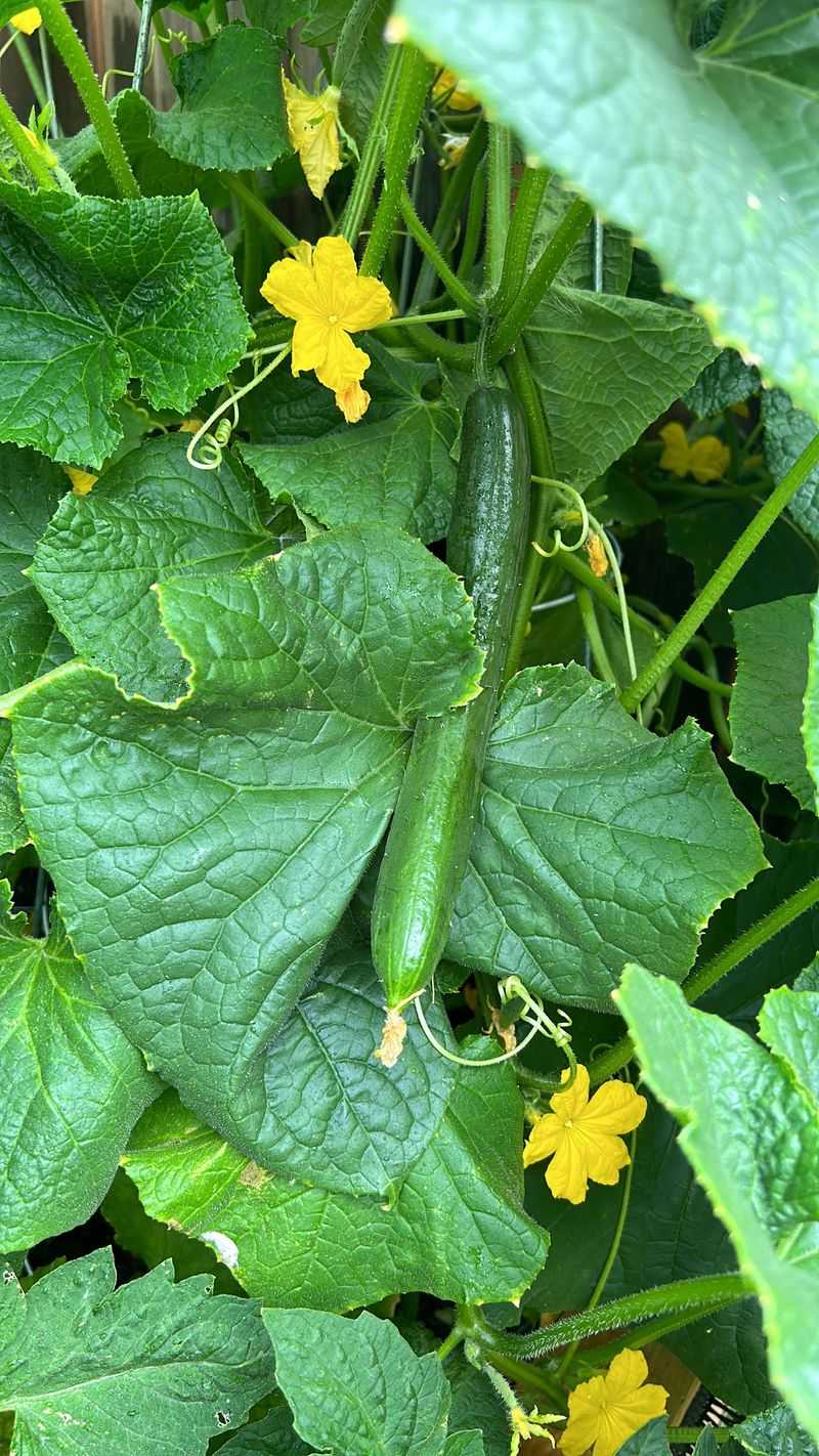 The Takeaway For Michigan Gardeners The Takeaway For Michigan Gardeners
