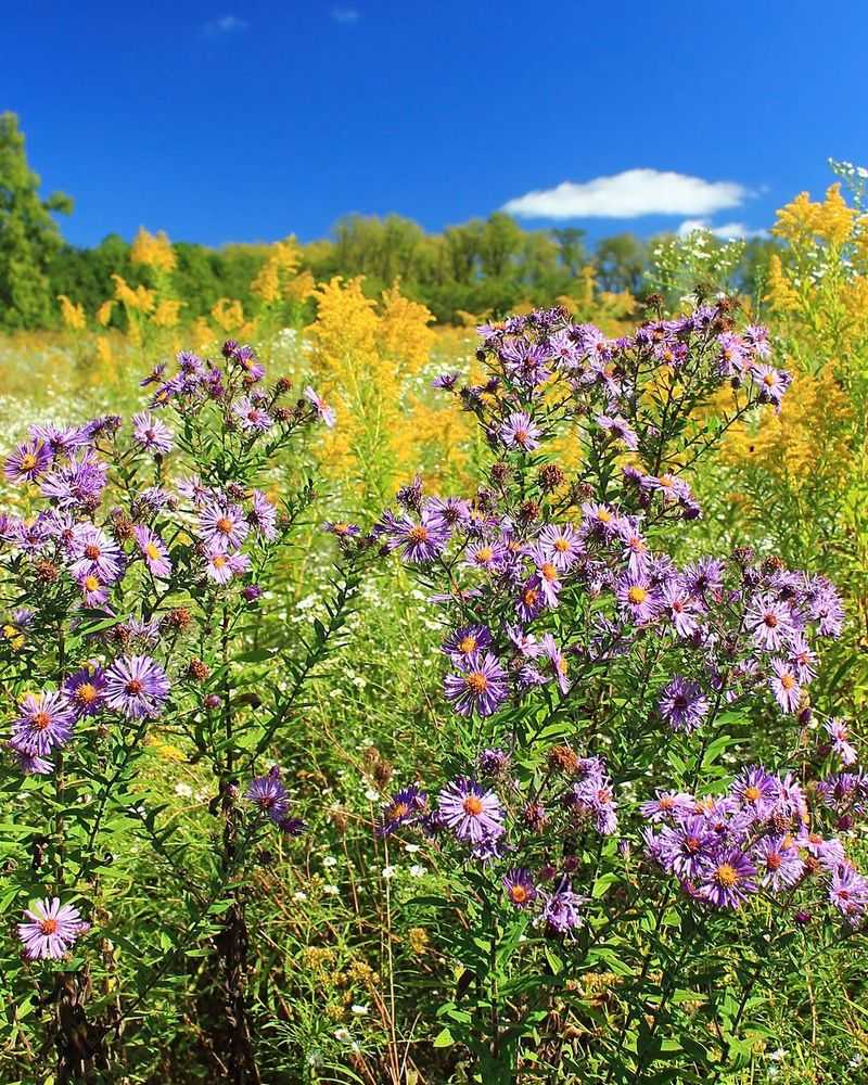 The Takeaway For North Carolina Gardeners