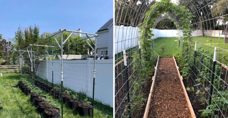 The Tall Garden Plants New York Gardeners Should Stake Now, Before July Storms Roll In