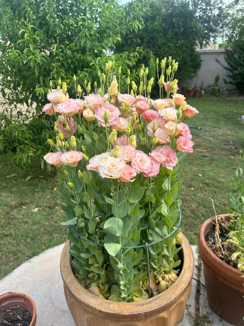 The Tall Stems Require More Support Than Ordinary Annuals