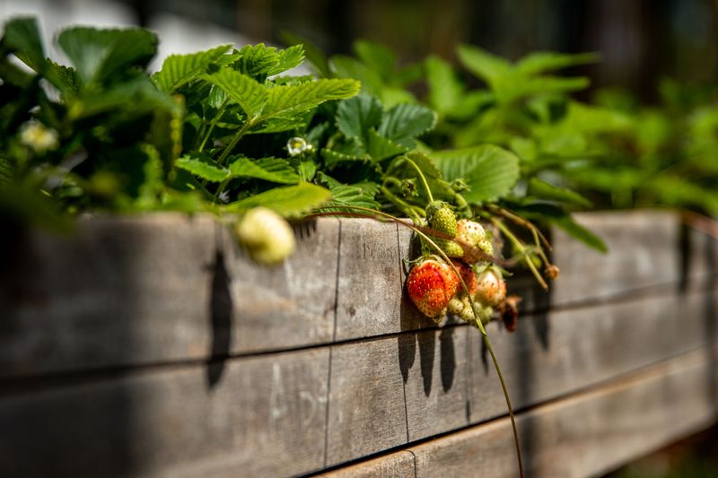 The Task That Leads To Bigger Strawberries Next Year