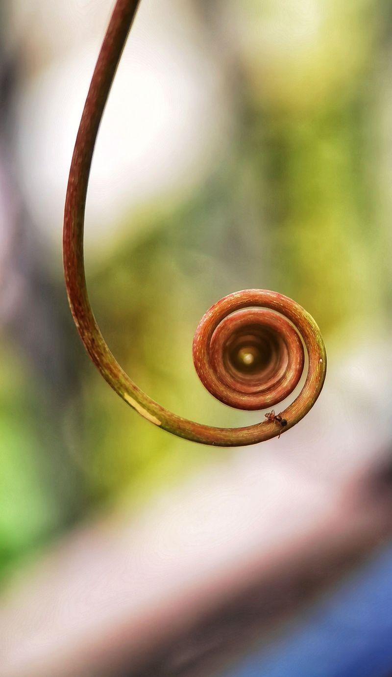 The Tendril Test Most Growers Trust First
