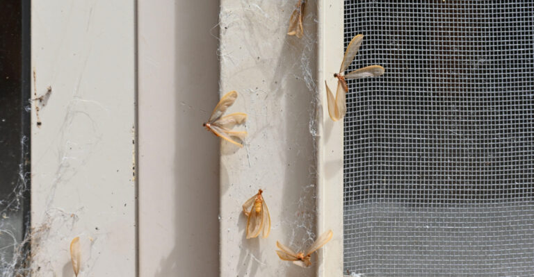 The Termite Swarm Texas Homeowners Should Never Ignore This July