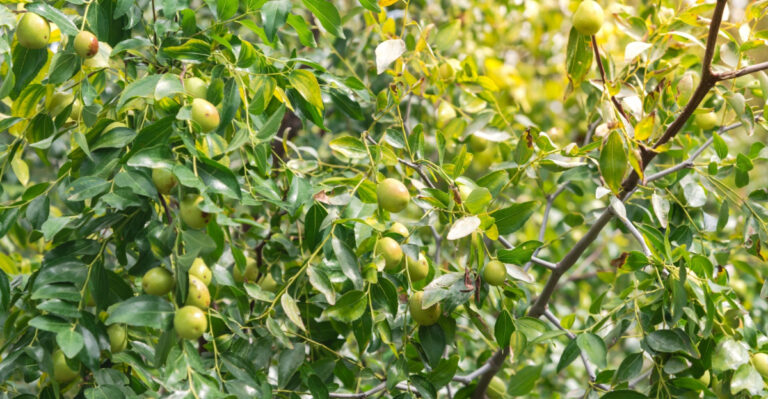 The Texas Fruit Tree That Thrives Through Extreme Heat