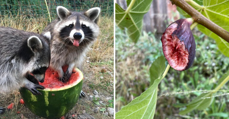 raccoon eating watermelon and fig