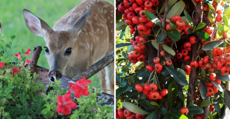 Deer and Pyracantha