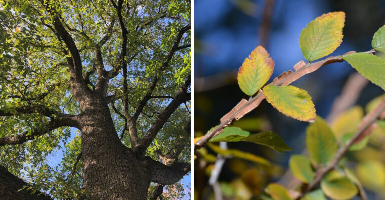 cedar elm tree