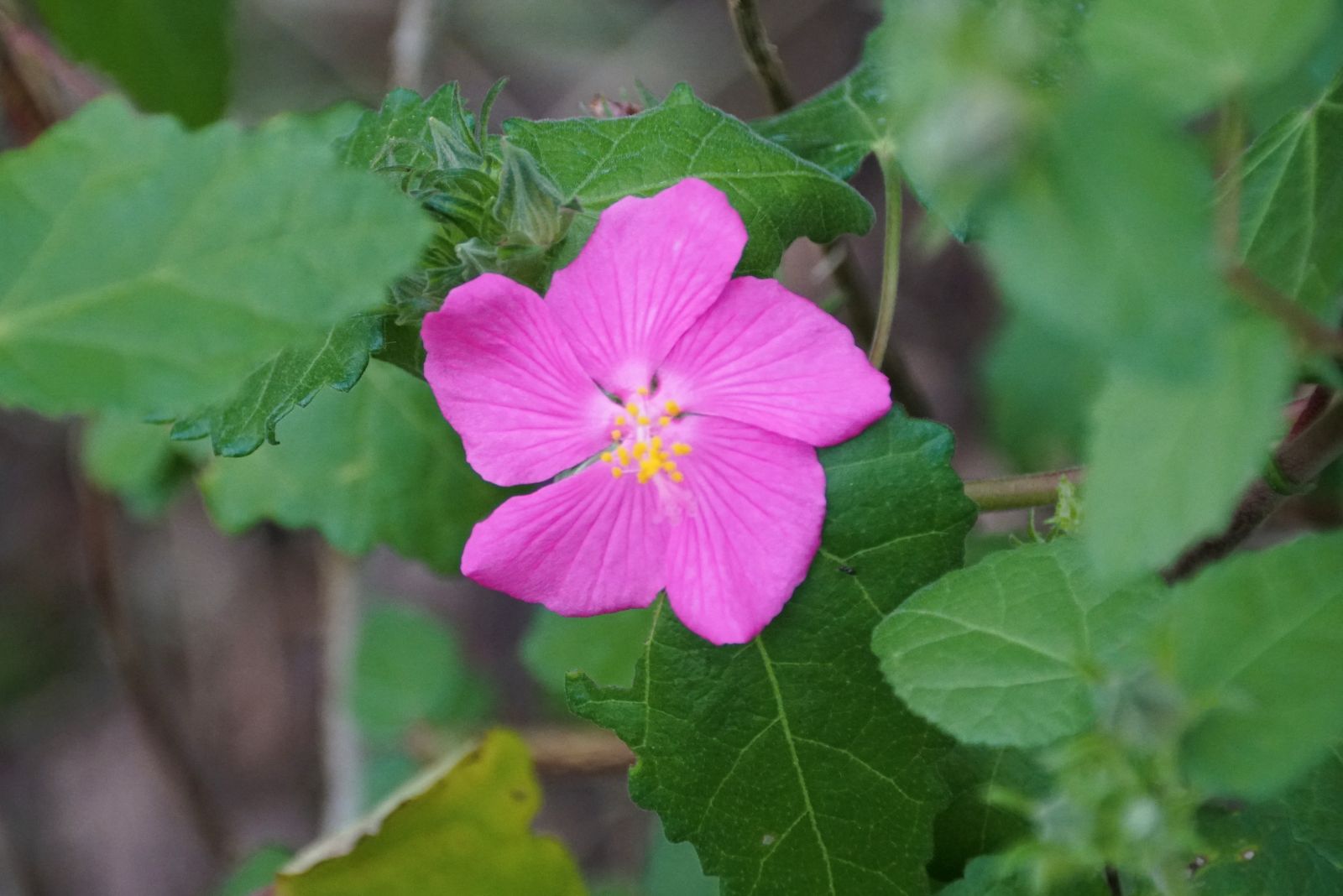texas rock rose