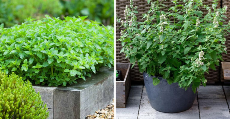 The Texas Plants That Actually Repel Roaches From Getting Near The House
