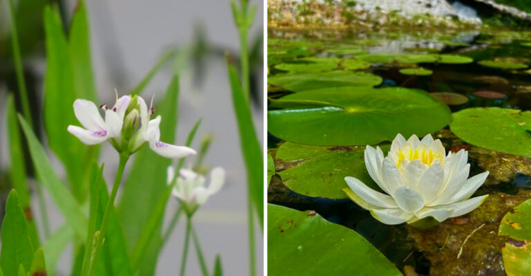 The Texas Pond Plants That Turn Backyard Water Features Into Cooling Retreats