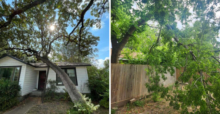 The Texas Trees Most At Risk In A Hurricane And What Homeowners Can Do Now