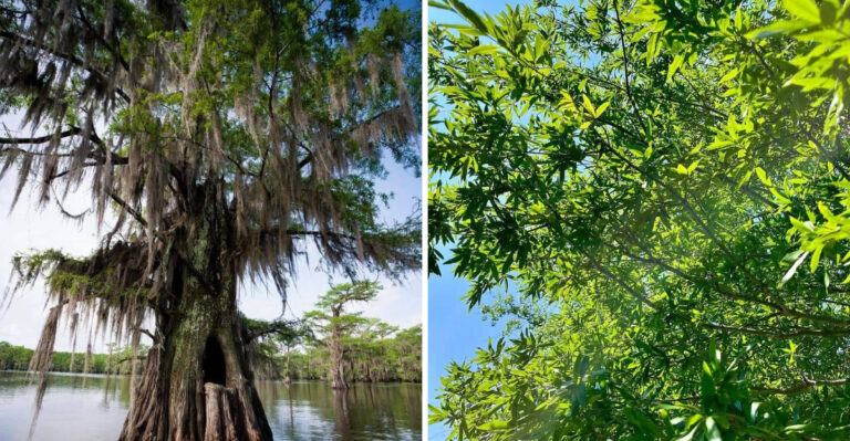 bald cypress and willow oak