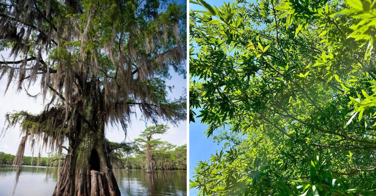 bald cypress and willow oak