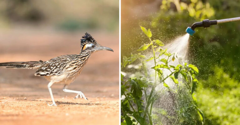 The Texas Yard Changes That Are Quietly Eliminating Roadrunner Habitat Across The State