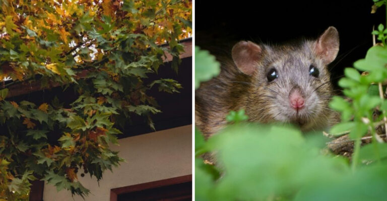 The Texas Yard Features That Bring Rats Closer To Your House Every Night