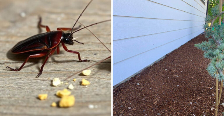 roach and mulch alongisde foundation