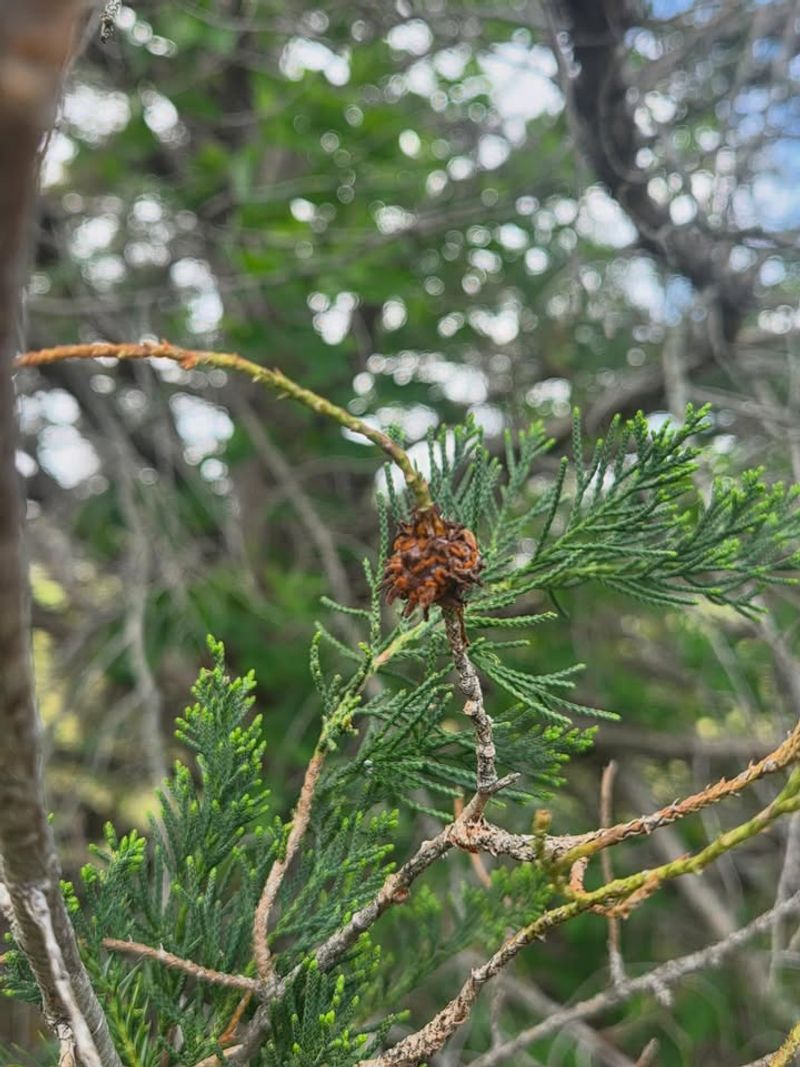 The Tick Connection Comes From Cedarwood Oil The Tick Connection Comes From Cedarwood Oil
