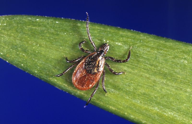 The Tick-Control Claim Does Not Hold Up