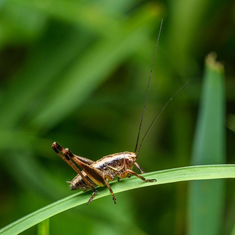 The Timing Overlap Between Spray Season And Cricket Activity The Timing Overlap Between Spray Season And Cricket Activity