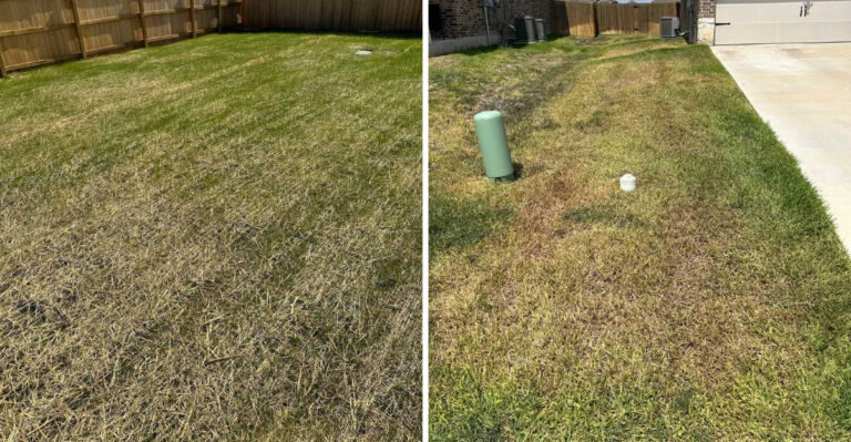 The Tiny Lawn Insect Turning Texas St. Augustine Brown In July’s Heat