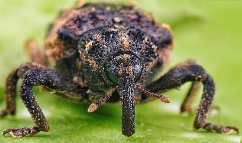 The Tiny Pest Putting Texas Pecan Harvests At Risk