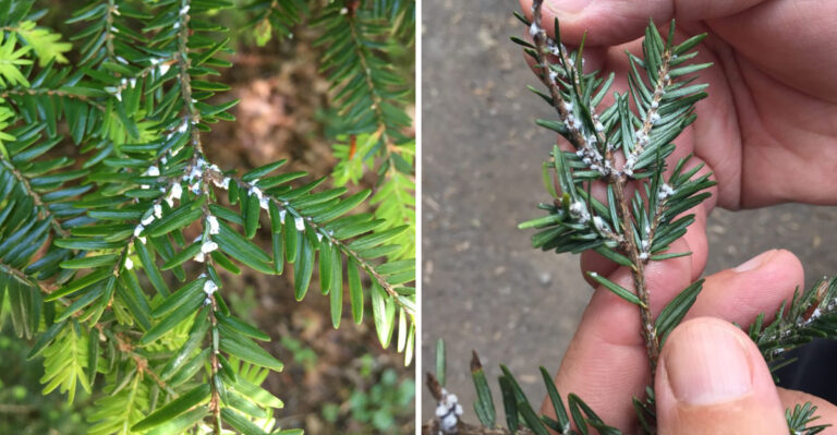 The Tiny White Clue On Michigan Hemlocks That Gardeners Should Report Before Branches Turn Gray