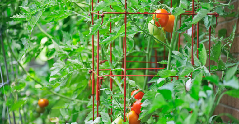 The Tomato Cage Habit Gardeners Wish They’d Fixed Sooner