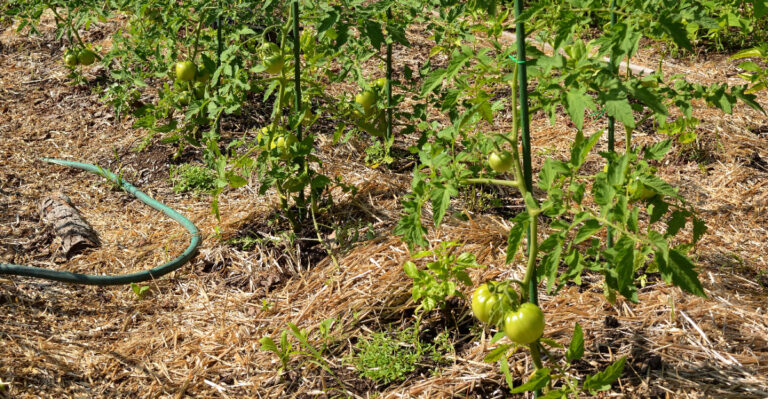 tomato mulch